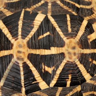 Photo Textures of Tortoise Shell